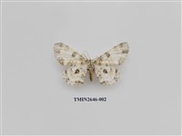 藏品(尺蛾175)的圖片